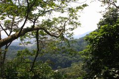 Forest Research Institute Malaysia (FRIM), Kuala Lumpur