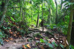 Forest Research Institute Malaysia (FRIM), Kuala Lumpur