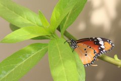 Danaus chrysippus, also known as the plain tiger, Malaysia