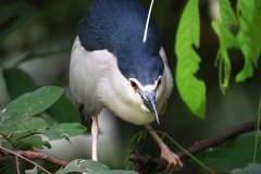 Mangrovereiger, Kuala Lumpur Bird Park, Maleisië