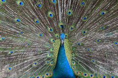 Peacock at Kuala Lumpur Bird Park, Malaysia