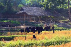 Chiang Mai, Thailand