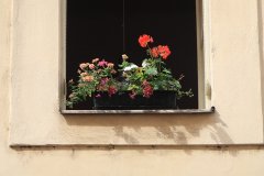 IMG_5451