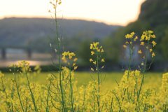 IMG_2101