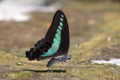 Common Bluebottle butterfly,  Guilin (Guangxi), China