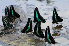 Common Bluebottle butterfly,  Guilin (Guangxi), China