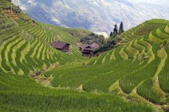 Longji Rice Terraces, Longsheng, China
