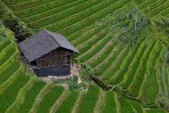 Longji Rice Terraces, Longsheng