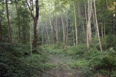 Zhangjiajie National Forest Park (Hunan), China