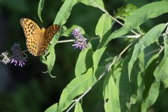 Butterfly, Zhangjiajie National Forest Park (Hunan), China