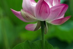 Lotus blossoms, Lotus Pond Park in Beijing, China