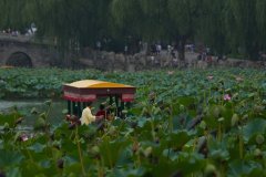 Lotus blossoms, Yuanmingyuan Park in Beijing, China