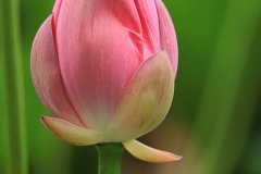 Lotus blossoms, Yuanmingyuan Park in Beijing, China