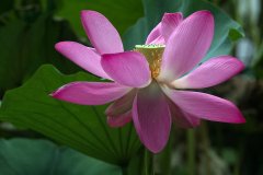 Lotus blossoms, Yuanmingyuan Park in Beijing, China