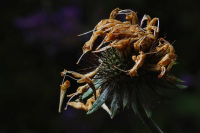 Wilted flower of the Scabiosa columbaria ‘Pink Mist‘