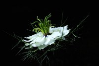 Nigella ‘Love in a mist‘