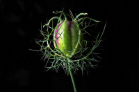 Wilted flower of the Nigella  'Love in a mist'
