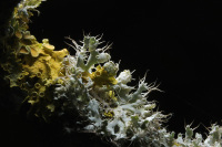 Fungus on a tree branch
