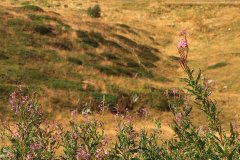IMG_7882