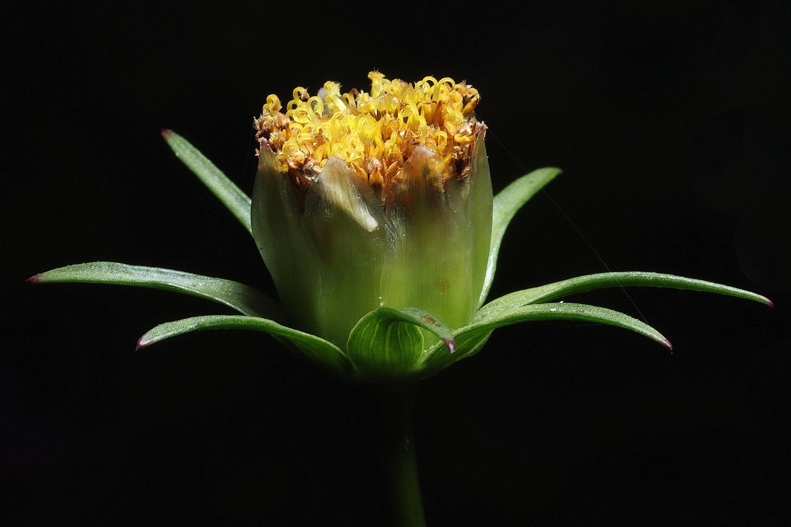 Flower on a black background