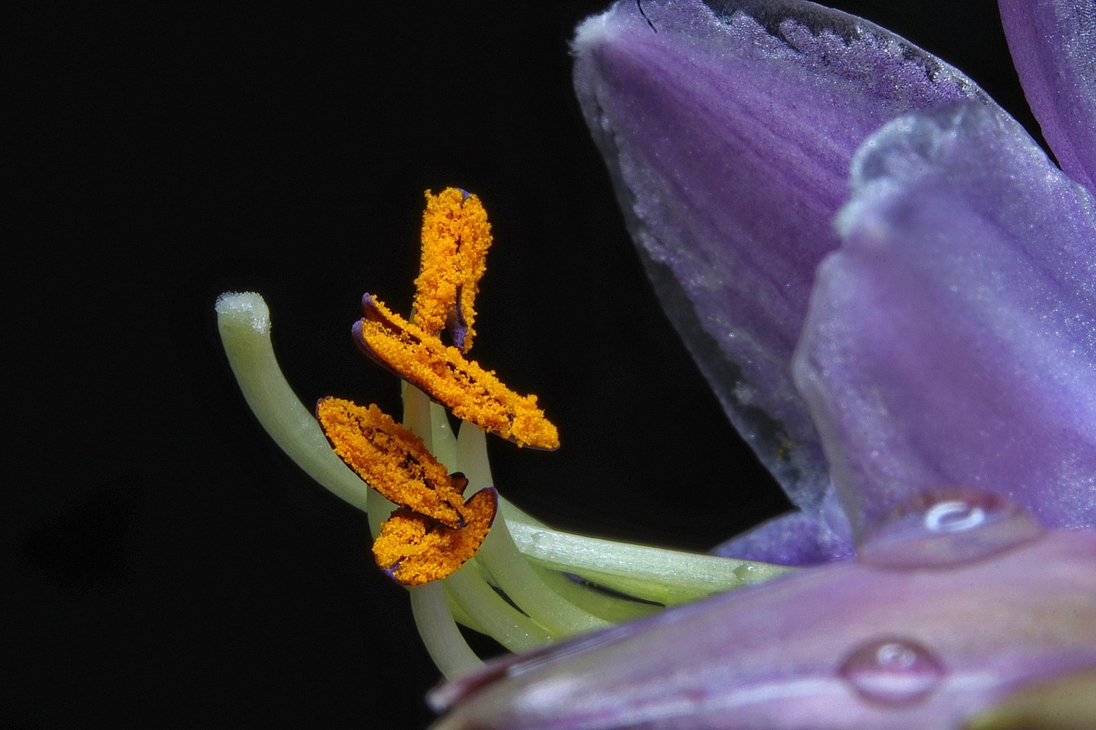 Pistil and stamens of a hosta