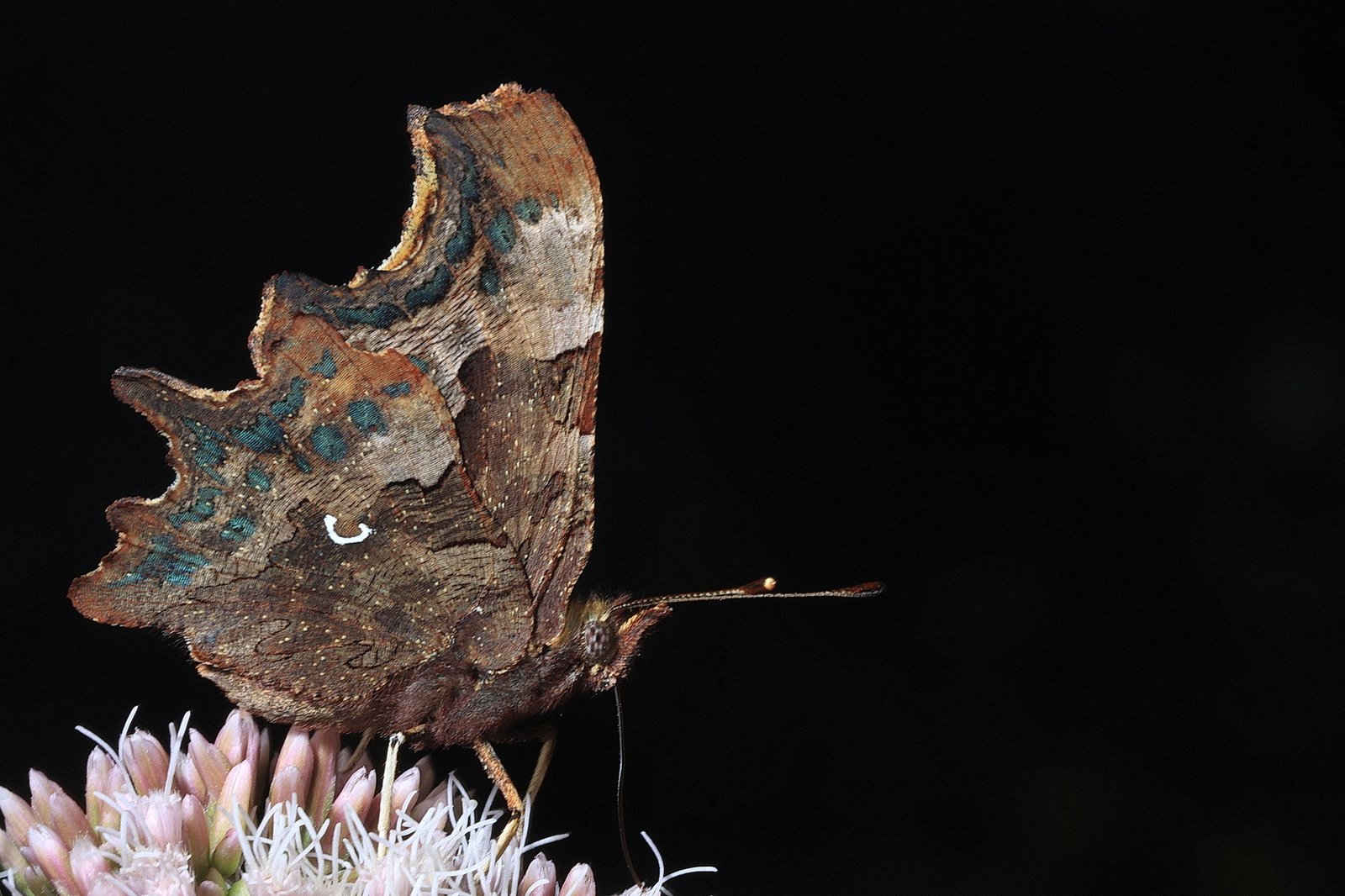 Comma (Polygonia c-album)