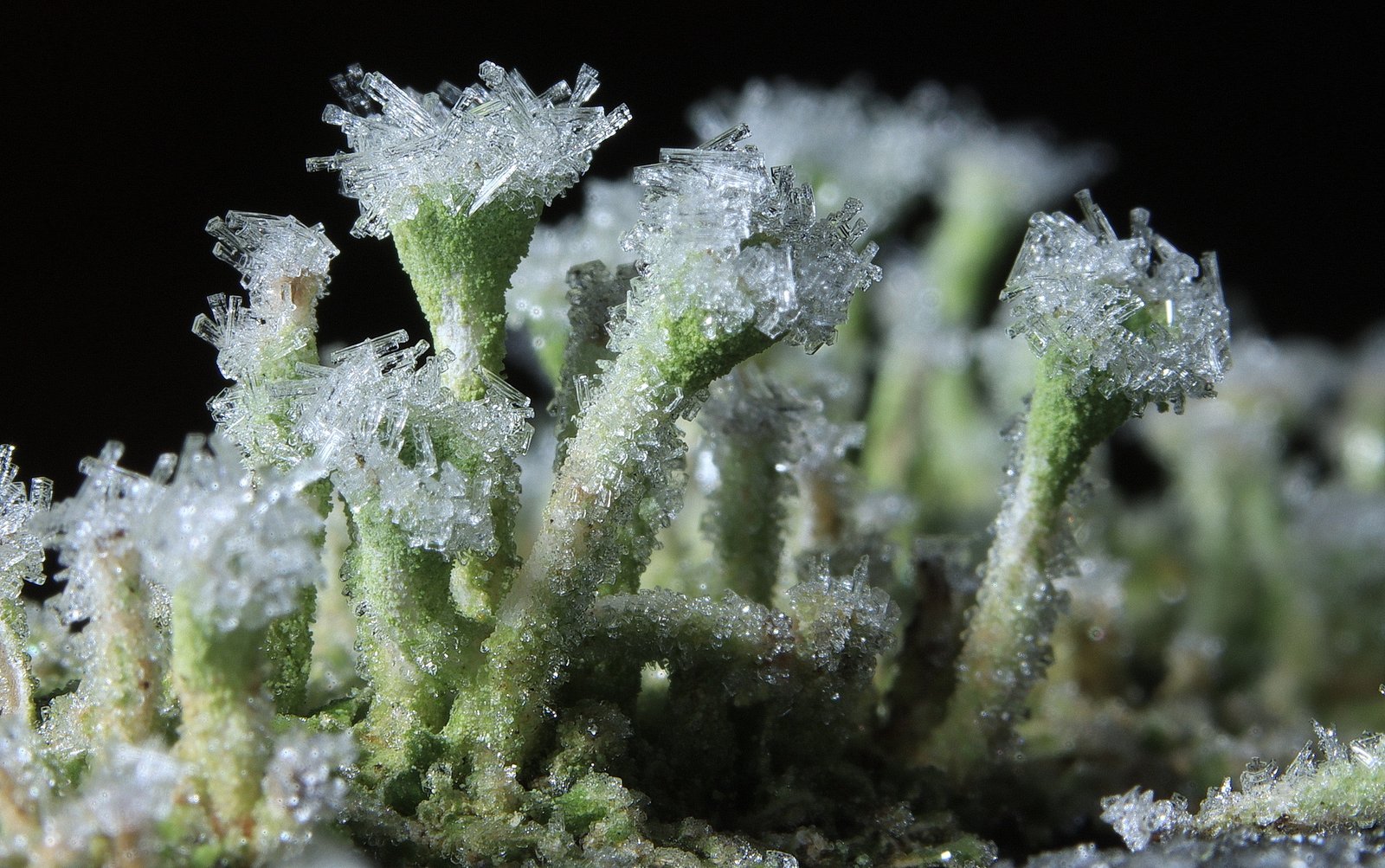 Small trumpet lichens (Cladonia fimbriata)