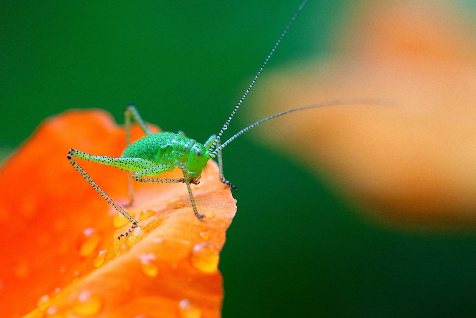 Speckled bush-cricket