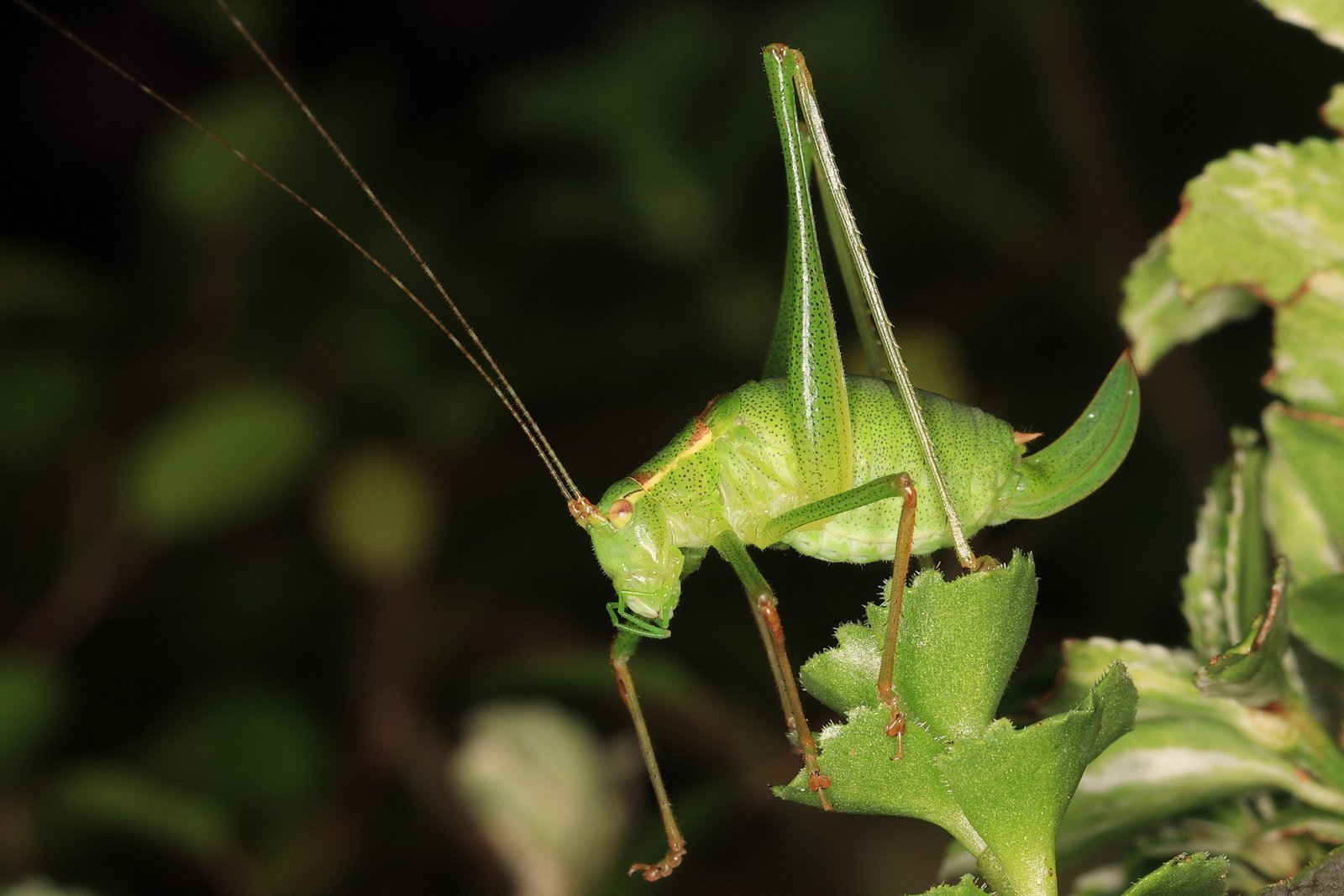 Speckled bush-cricket