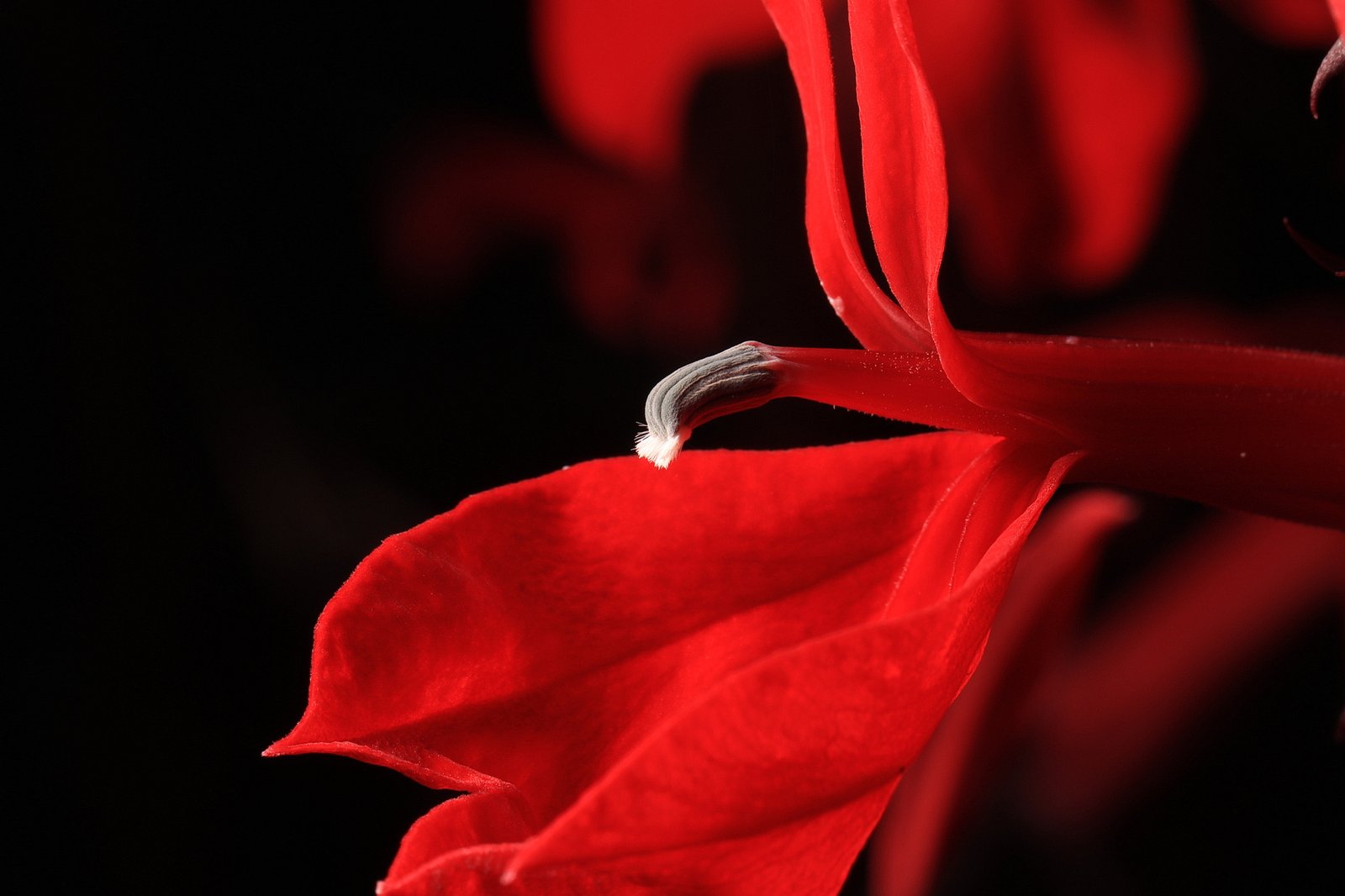 Cardinal Flower (Lobelia cardinalis)