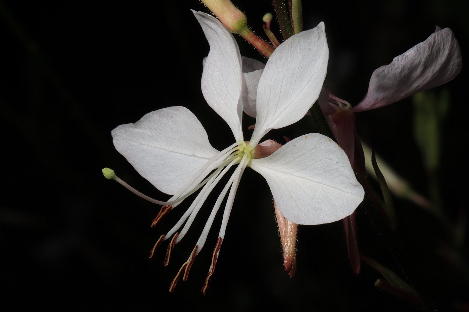 Gaura lindheimeri 'Whirling Butterflies'