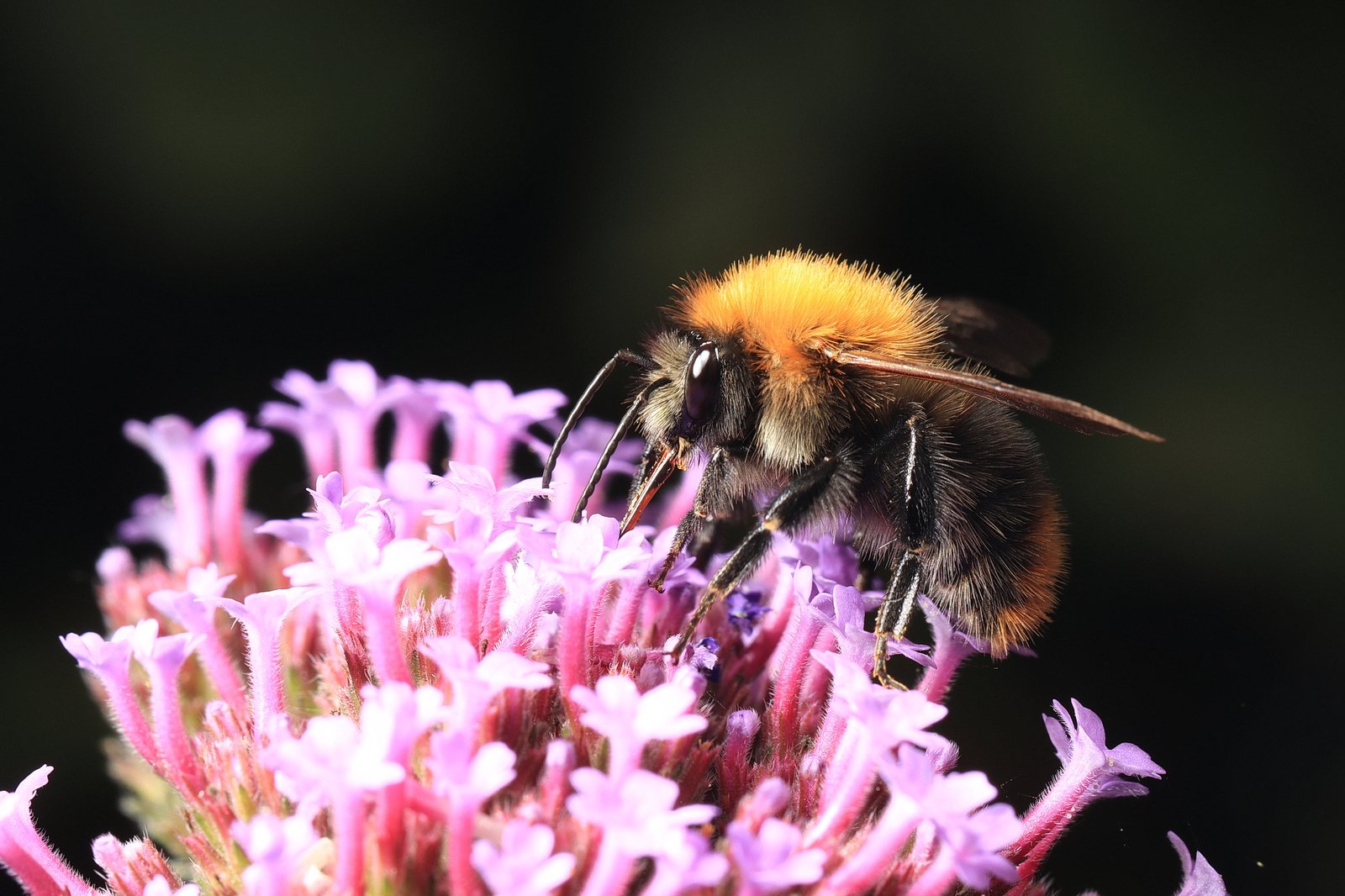 Bombus terrestris, the buff-tailed bumblebee