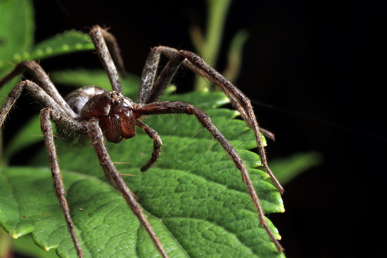 Nursery Spider (Pisaura mirabilis)
