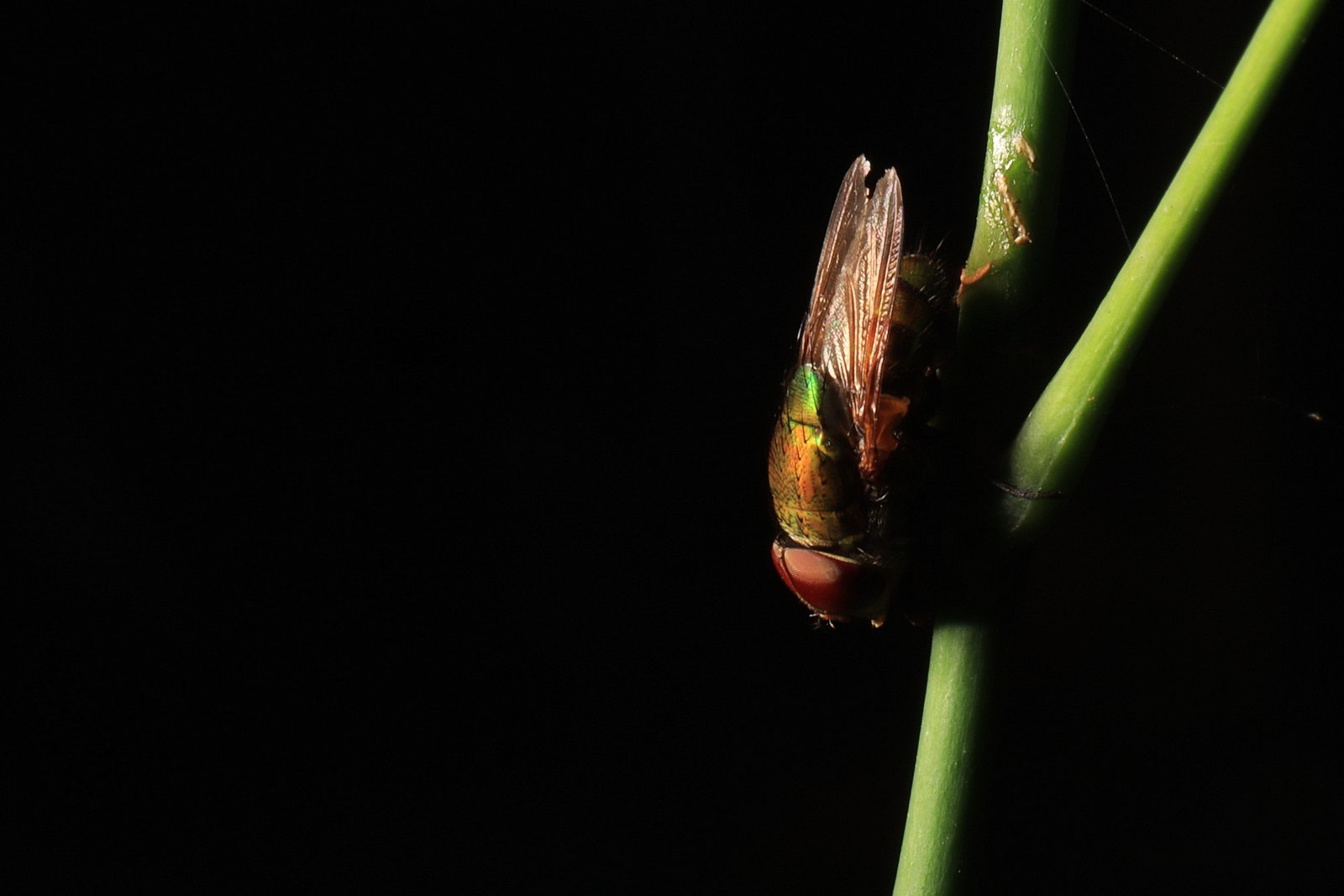 Common fly