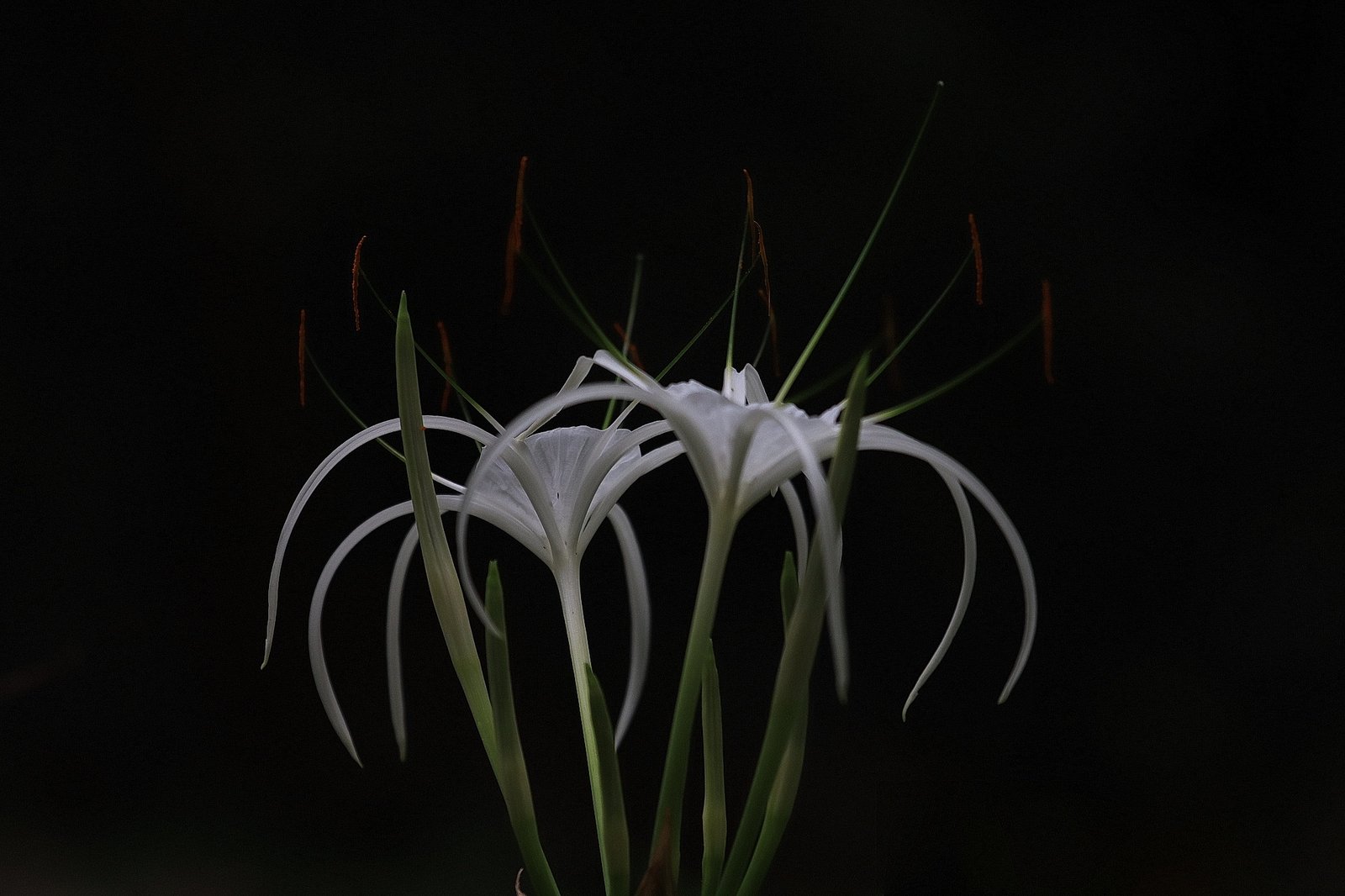 White Spider Lily, Malaysia