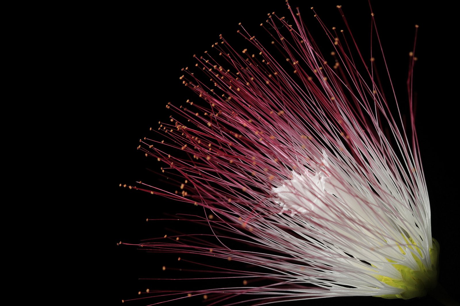 Silk tree, Albizia julibrissin