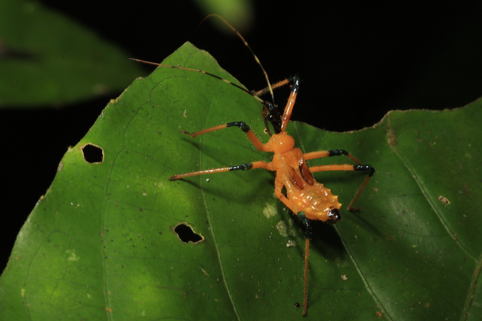 Assassin bug (Reduviidae)