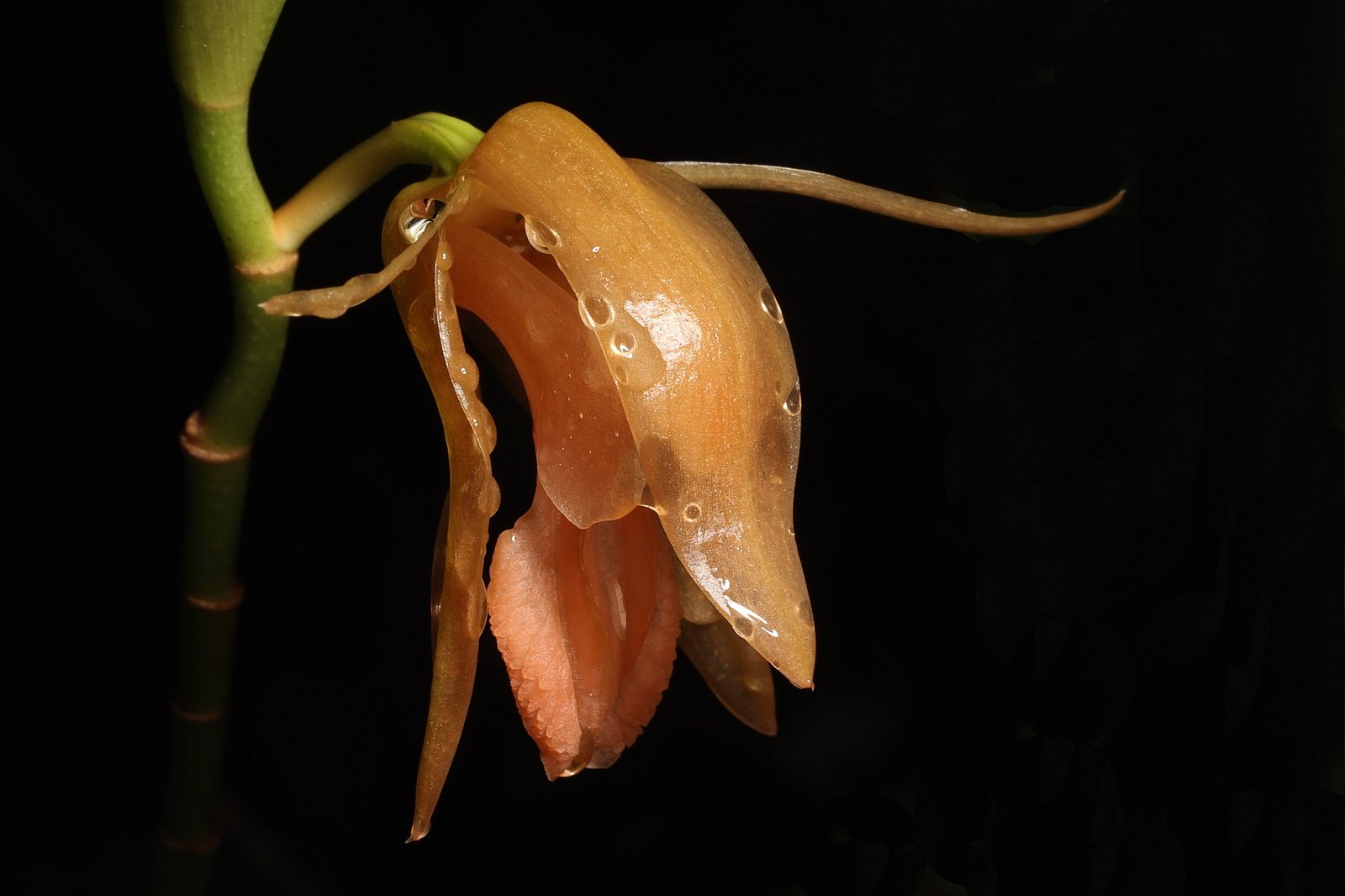 Coelogyne monilirachis orchid in the Borneo rainforest