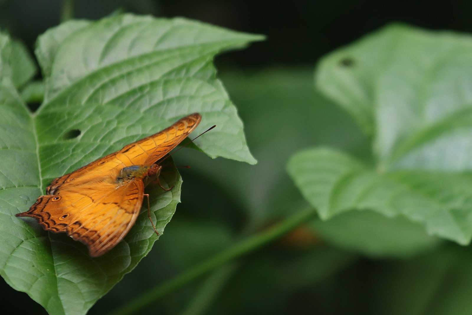 Vindula erota, the common cruiser