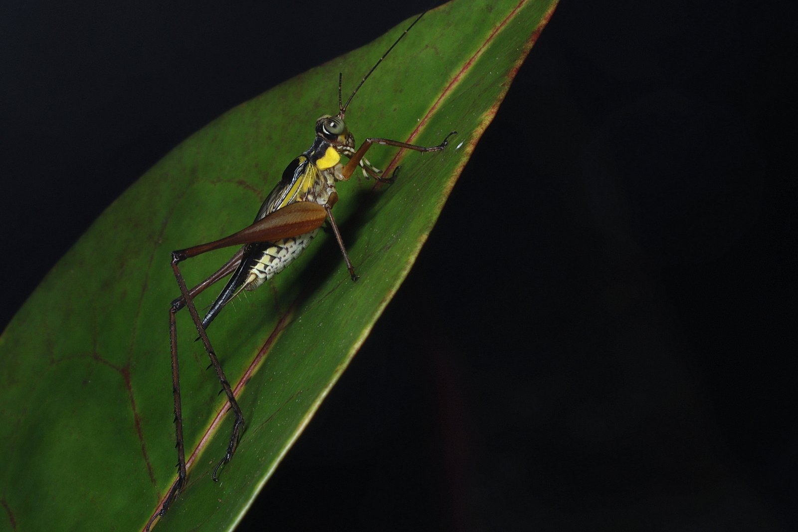 Cricket ( Nisitrus vittatus), Kuala Lumpur