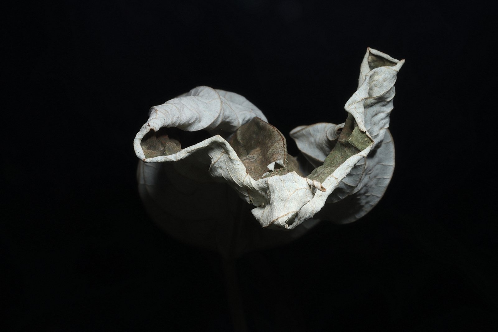 Faded leave