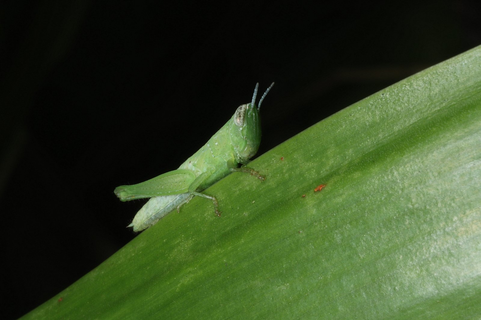Grasshopper