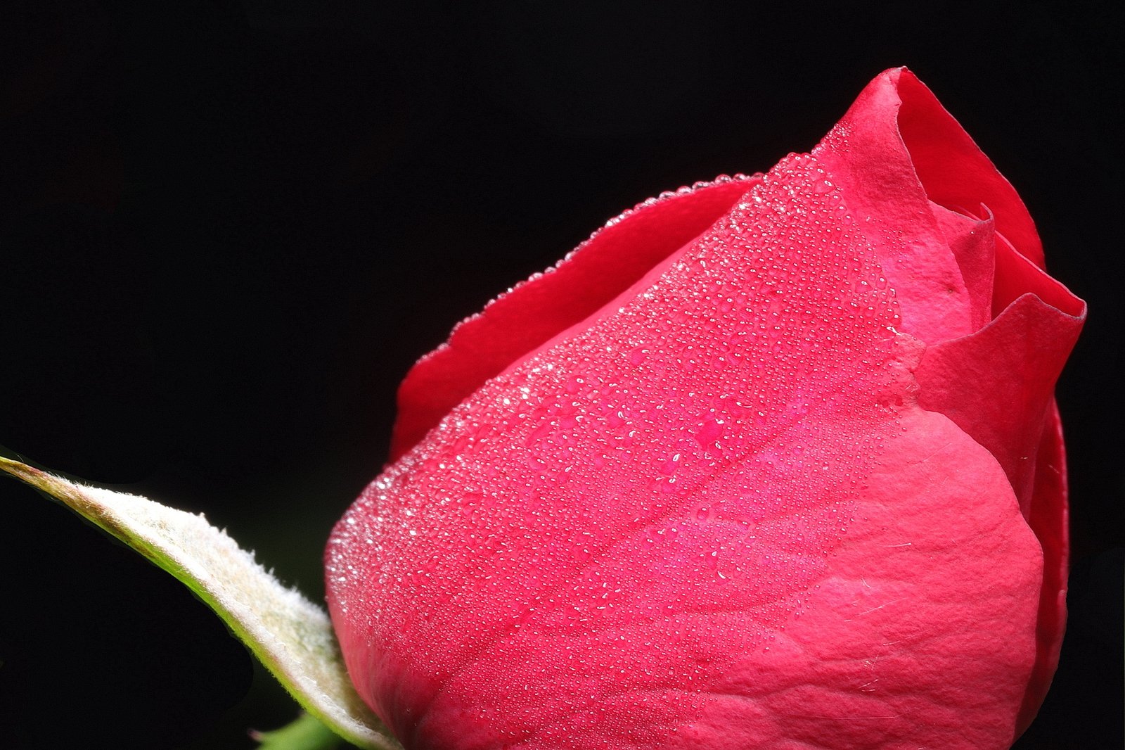 Red rose