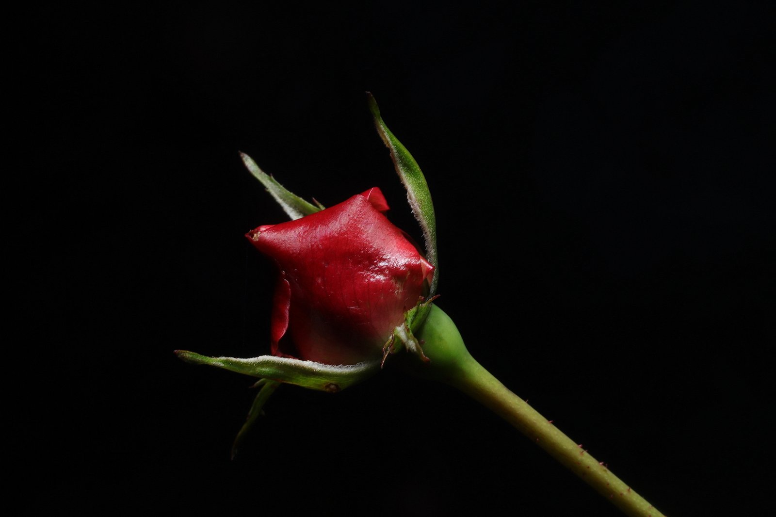 Red rose