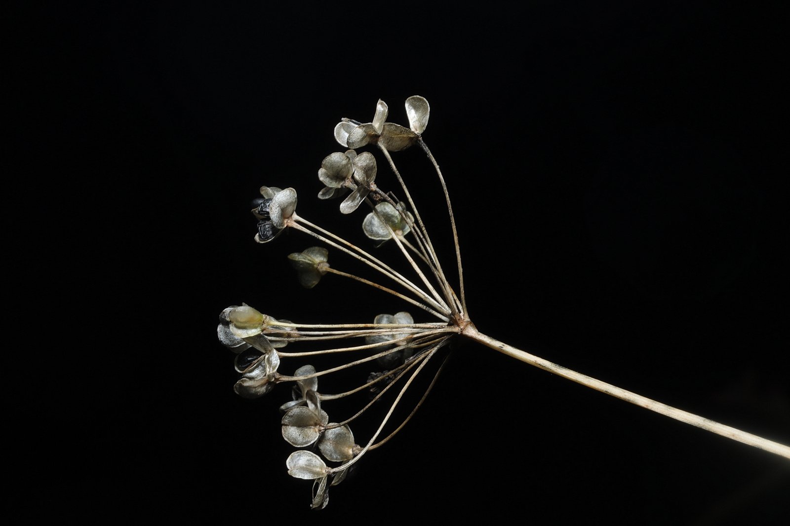 Garlic chives