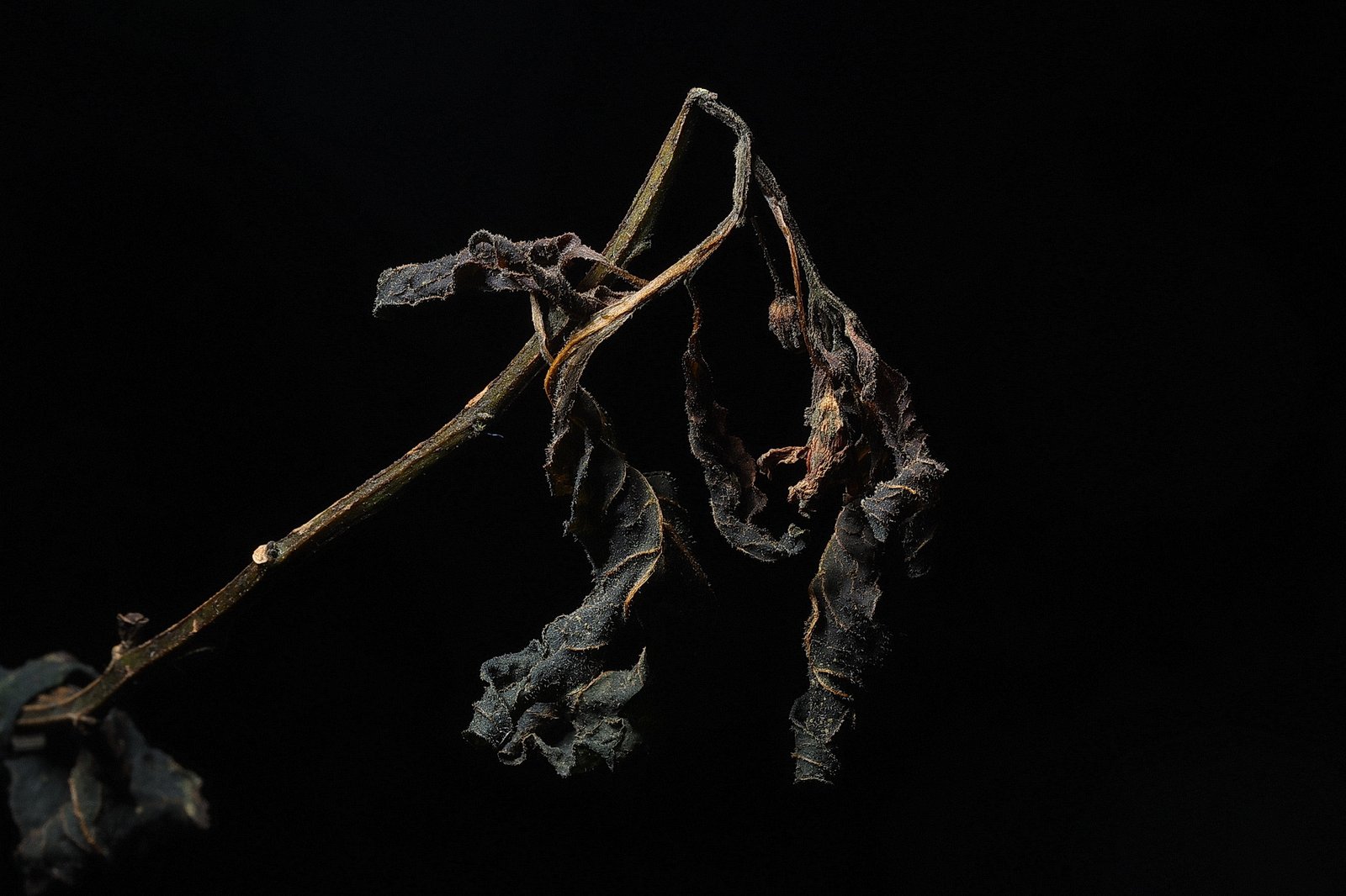 Faded leaf
