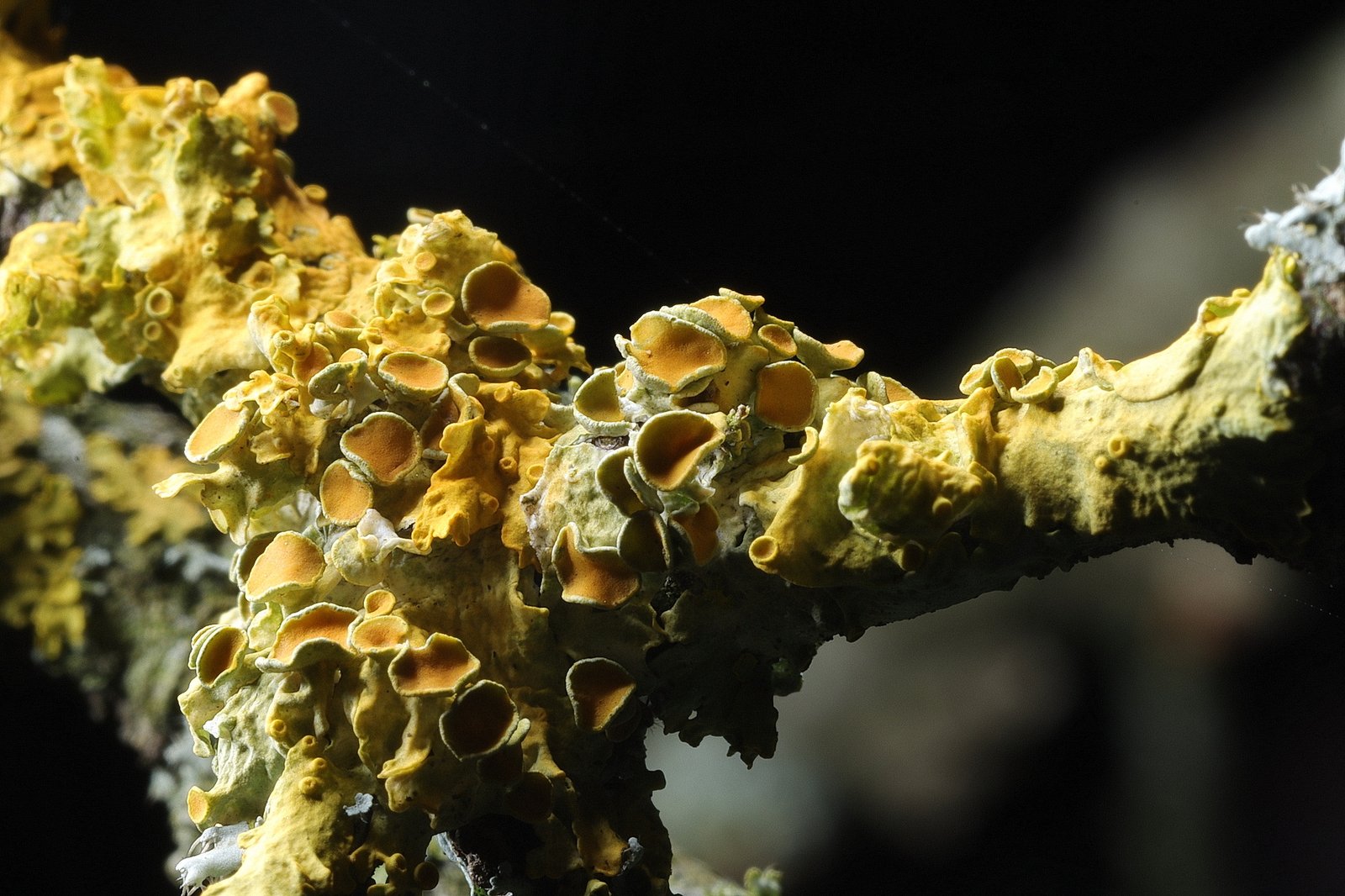 Yellow tree fungus on a tree branch