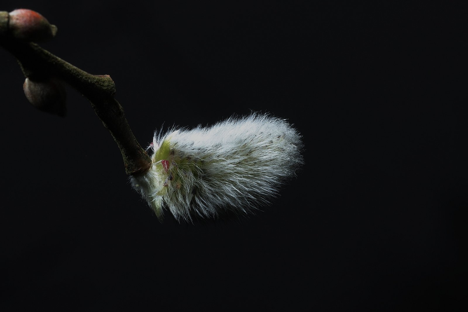 Fluffy white catkins on bare branches of magnolia tree