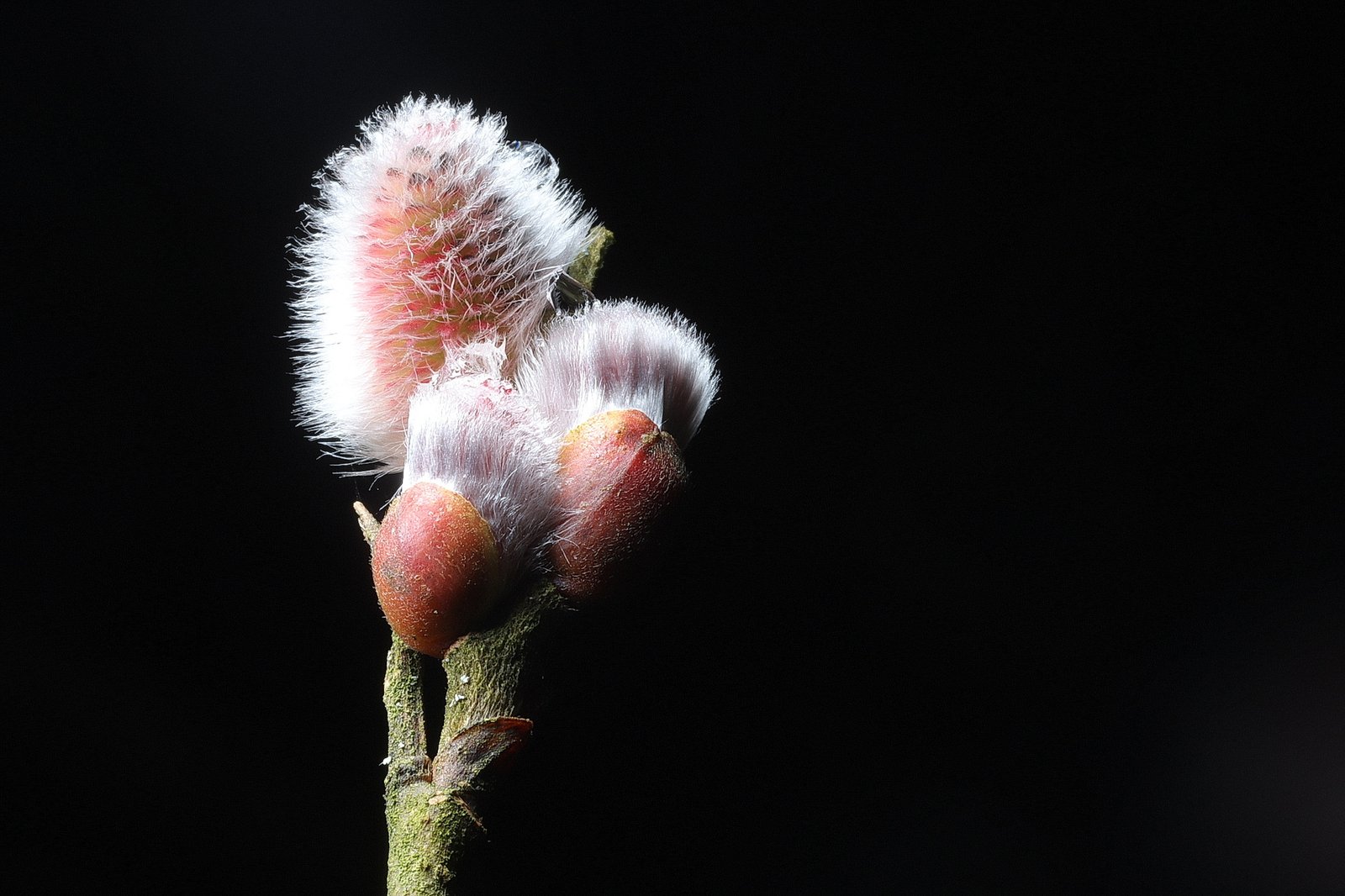 Willow catkins
