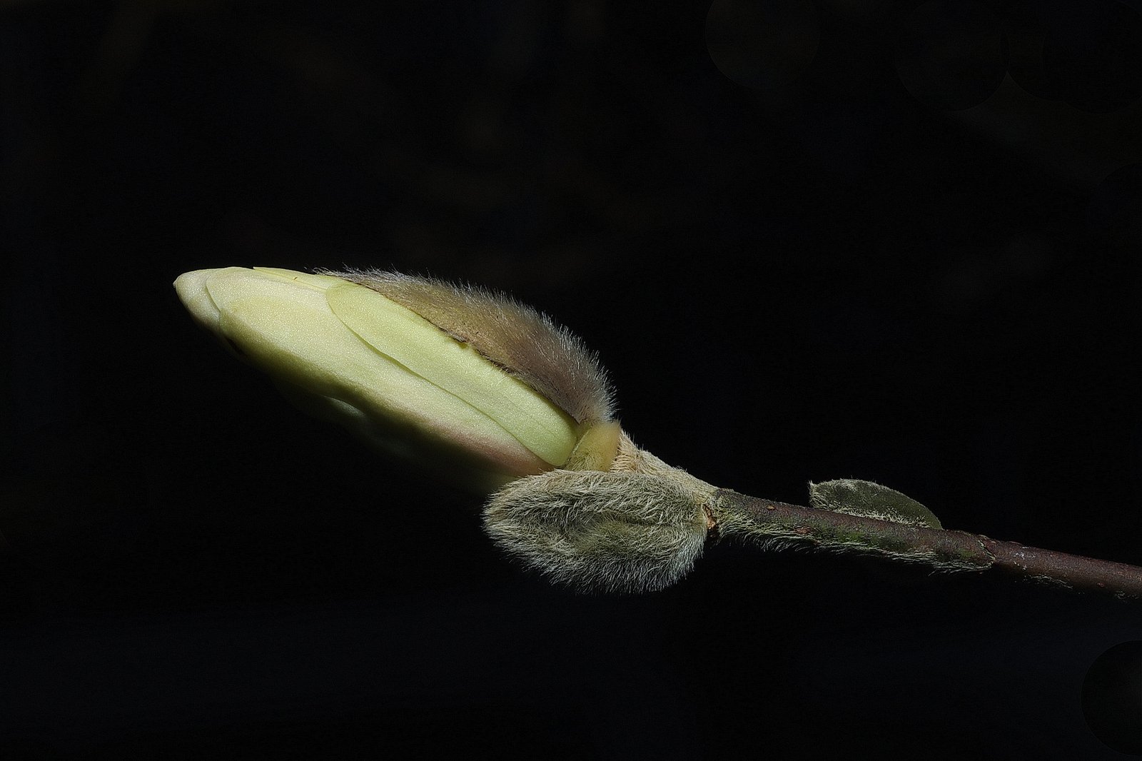 white catkins on bare branches of Star Magnolia, Magnolia stellata